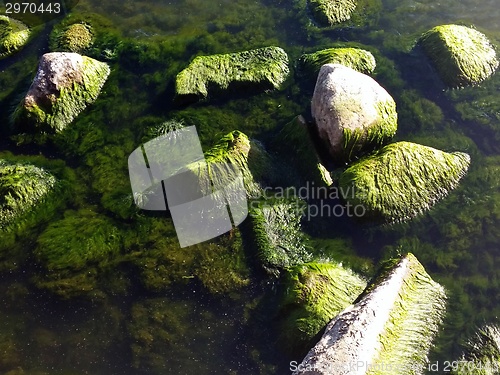 Image of Seaweed on rocks at beach