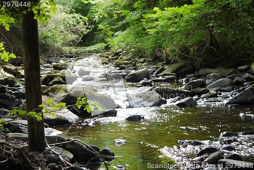 Image of river in the forest with bridge