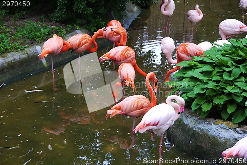 Image of Set of red flamingo