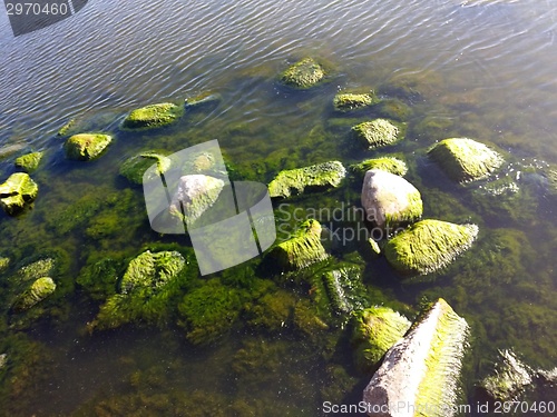 Image of Seaweed on rocks at beach