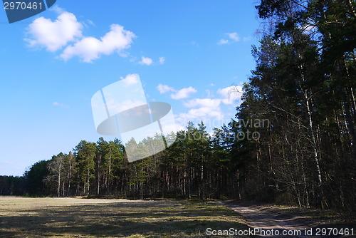 Image of pine tree forest