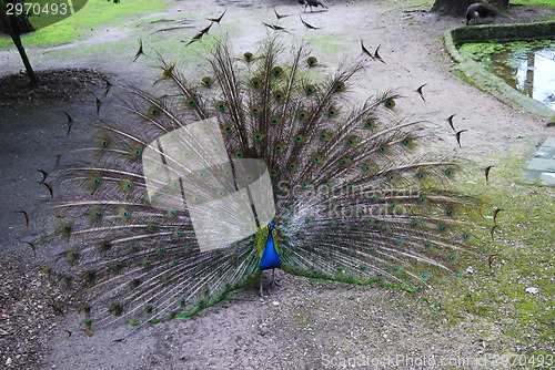 Image of Splendid peacock with feathers out