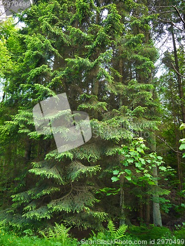 Image of Green forest. Tree with green Leaves