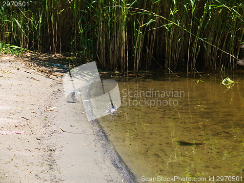 Image of Sandpiper wading bird at river shore