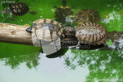 Image of Small turtles in wildlife
