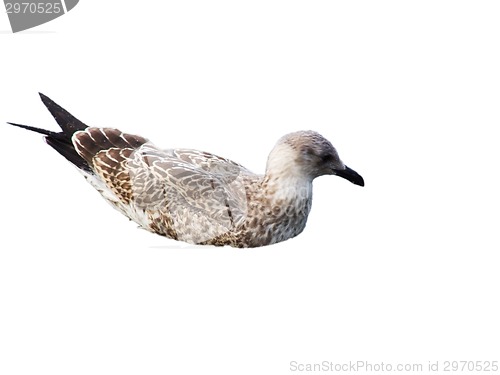 Image of Seagull in the water