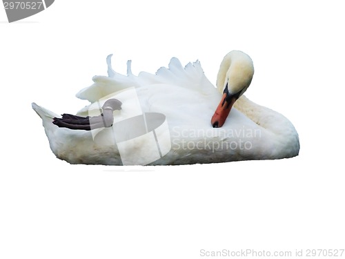 Image of White swan on the water surface.