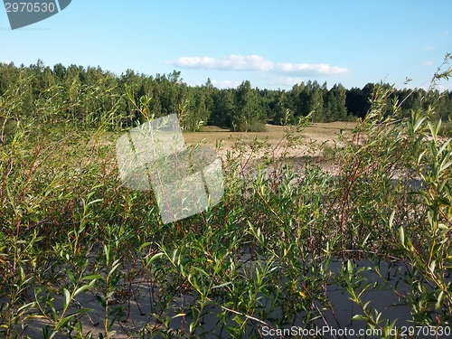 Image of Plants growing at the Baltic beach