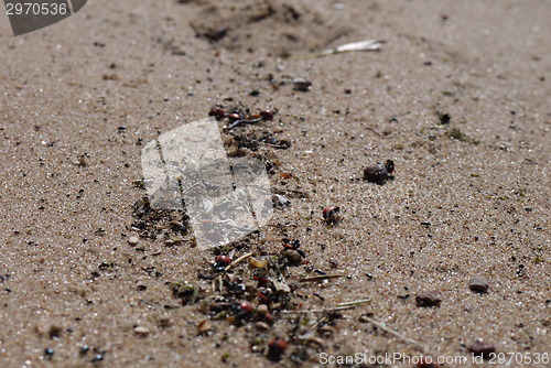 Image of Latvian beach