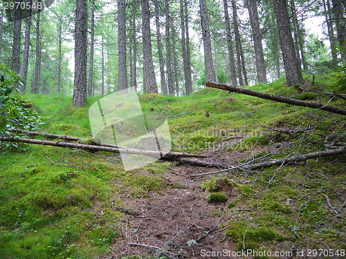 Image of Green forest. Tree with green Leaves