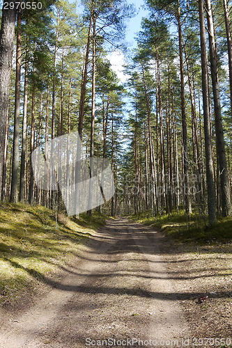 Image of pine tree forest