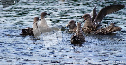 Image of Seagulls family