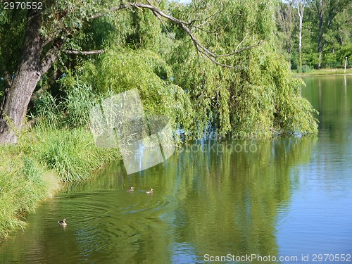 Image of lake in park