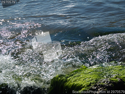 Image of Seaweed on rocks at beach