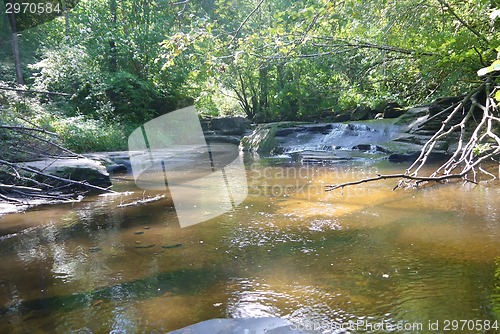 Image of river in the forest