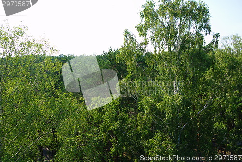 Image of fir tree forest in morning time