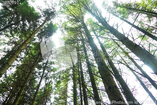 Image of Rays of light beaming trough the tree