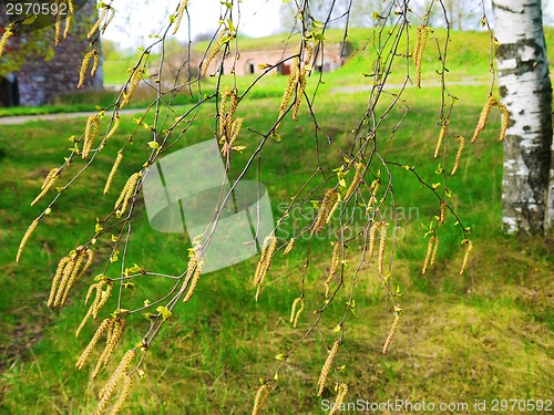 Image of birch seeds in spring