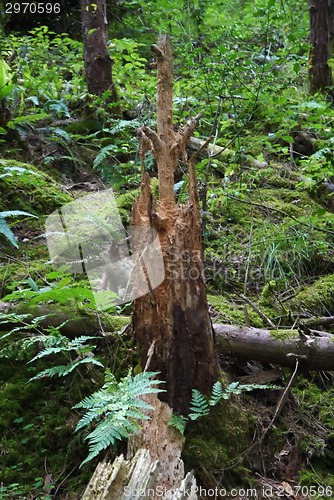 Image of forest trees. nature green wood