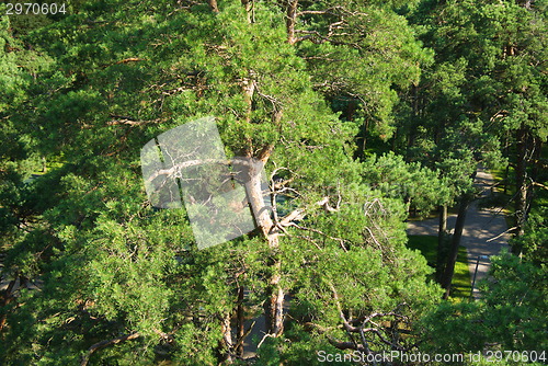 Image of fir tree forest in morning time