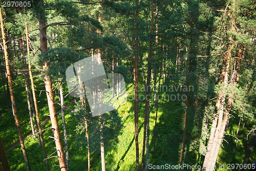 Image of fir tree forest in morning time