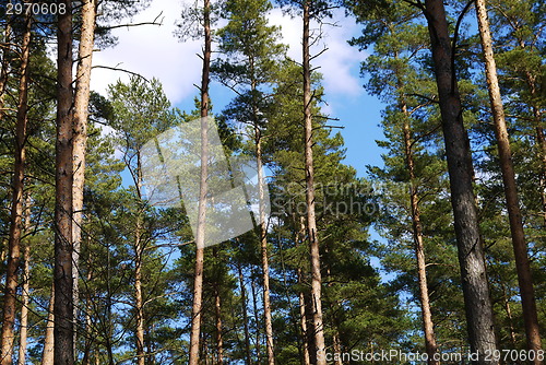 Image of pine tree forest