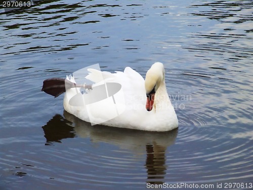 Image of White swan on the water surface.