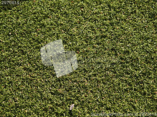 Image of Soccer field grass on the green