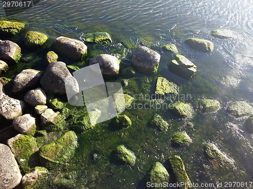 Image of Seaweed on rocks at beach