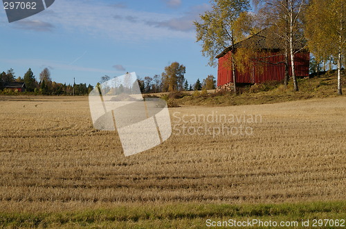 Image of Grain field