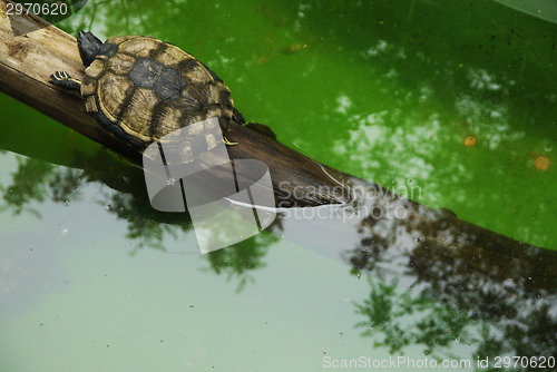 Image of Small turtles in wildlife