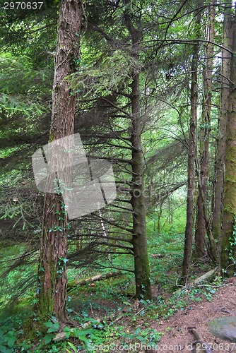 Image of forest trees. nature green wood