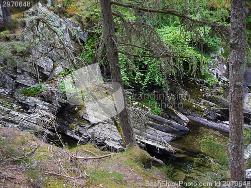 Image of Green forest. Tree with green Leaves