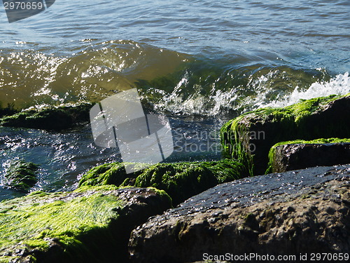 Image of Seaweed on rocks at beach