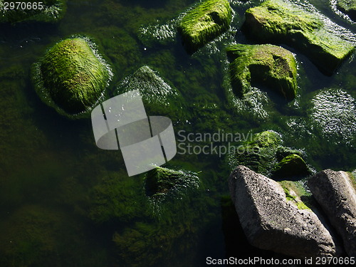 Image of Seaweed that grows