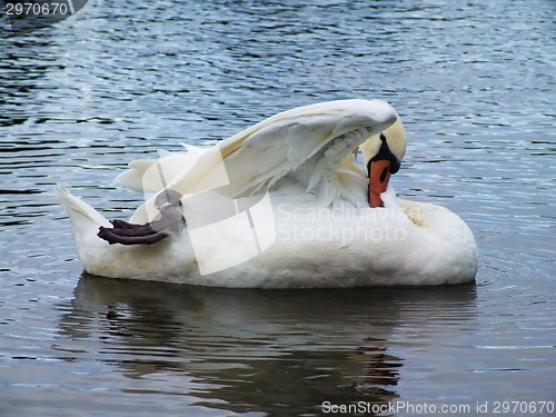 Image of White swan on the water surface.