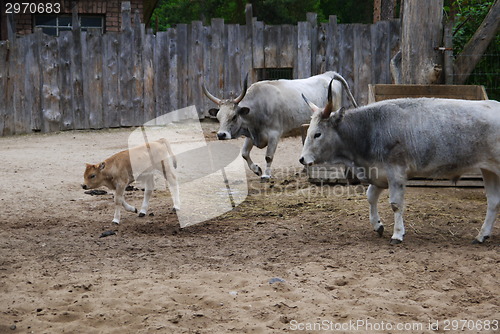 Image of Brown calf with his mother cow