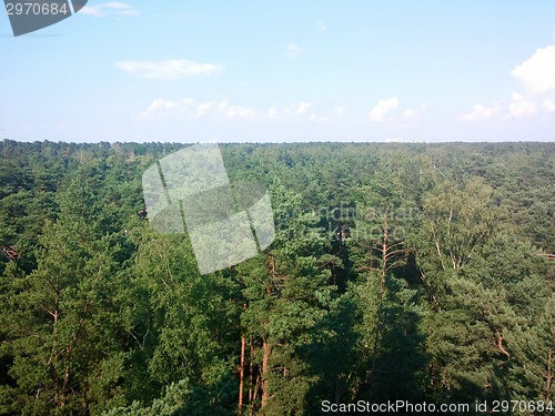 Image of Pine Tree Forrest near the beach