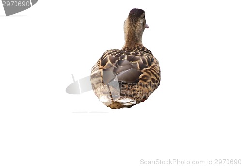 Image of Lonly duck