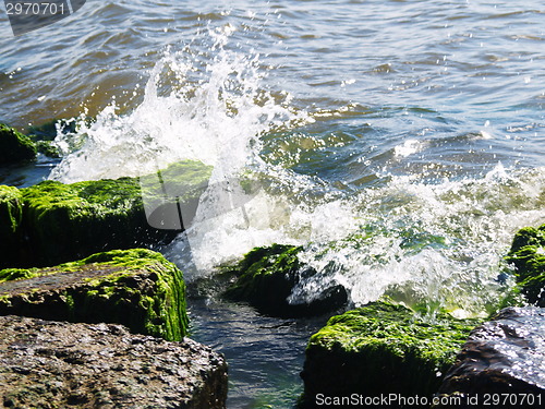 Image of Seaweed on rocks at beach