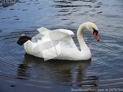 Image of White swan on the water surface.