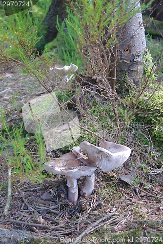 Image of mushrooms in forest