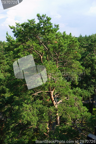 Image of fir tree forest in morning time