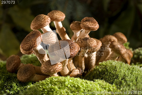 Image of mushroom