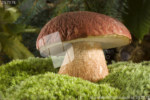 Image of mushroom