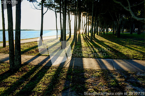 Image of Shadows Through Trees