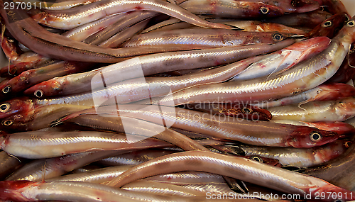 Image of Sea Eel (Conger) 