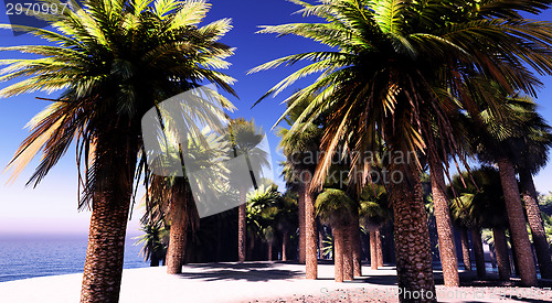 Image of Palm trees on desert