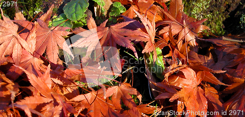 Image of Autumn leaves texture