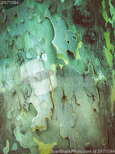 Image of Retro look Bark picture